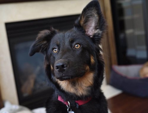 CHANGE THE WAY YOUR PET VIEWS RESTRAINT AND HANDLING!