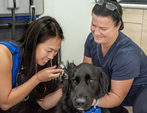 How to properly clean your dog’s ears