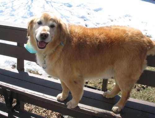 Keeping Your Pet Fit: Simple Strategies to Combat Pet Obesity