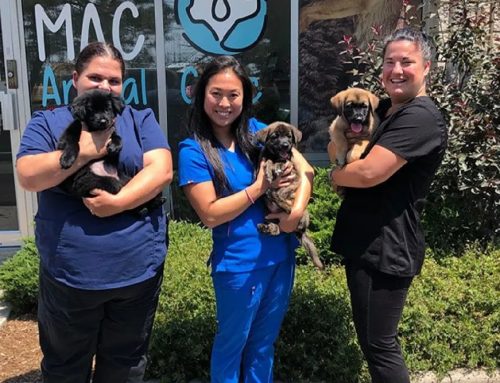 M.A.C LOVES SUPPORTING OUR LOCAL ANIMAL RESCUES.
