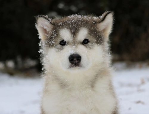 Puppy Vaccinations | Schedule and Types
