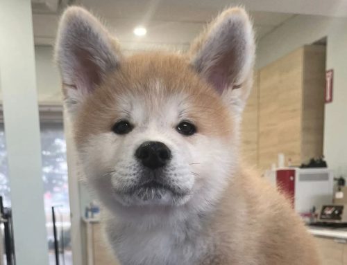 Will My Pet Get Bored of Eating the Same Food?