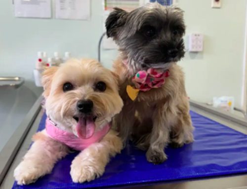The Importance of Wellness Care for Your Pet: A Lifelong Investment in Health